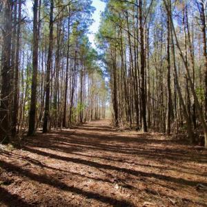 Photo #4 of SOLD property in Off Knobbs Creek Road, Elizabeth City, NC 611.0 acres