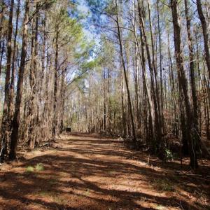 Photo #9 of SOLD property in Off Knobbs Creek Road, Elizabeth City, NC 611.0 acres