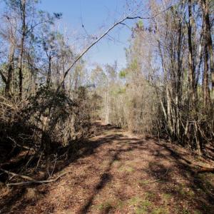 Photo #11 of SOLD property in Off Knobbs Creek Road, Elizabeth City, NC 611.0 acres