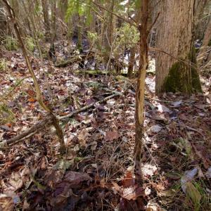 Photo #12 of SOLD property in Off Knobbs Creek Road, Elizabeth City, NC 611.0 acres