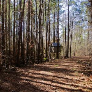 Photo #13 of SOLD property in Off Knobbs Creek Road, Elizabeth City, NC 611.0 acres