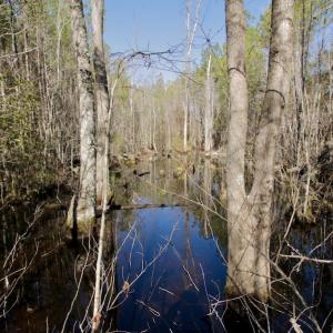 Photo #15 of SOLD property in Off Knobbs Creek Road, Elizabeth City, NC 611.0 acres