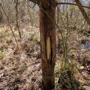 Photo #20 of SOLD property in Off Knobbs Creek Road, Elizabeth City, NC 611.0 acres