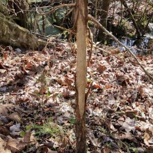 Photo #25 of SOLD property in Off Knobbs Creek Road, Elizabeth City, NC 611.0 acres