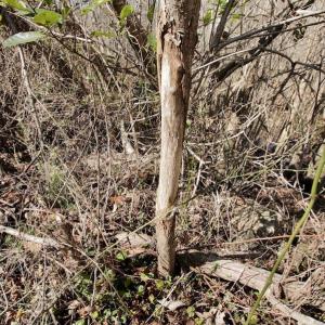 Photo #29 of SOLD property in Off Knobbs Creek Road, Elizabeth City, NC 611.0 acres