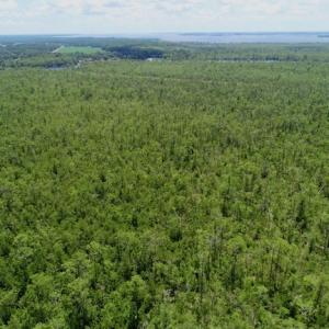 Photo #39 of SOLD property in Off Knobbs Creek Road, Elizabeth City, NC 611.0 acres