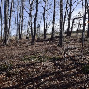 Photo #26 of SOLD property in Off Colonial Turnpike, Rocky Mount, VA 96.1 acres