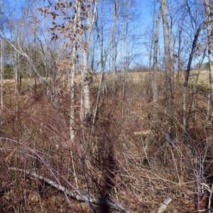 Photo #28 of SOLD property in Off Colonial Turnpike, Rocky Mount, VA 96.1 acres