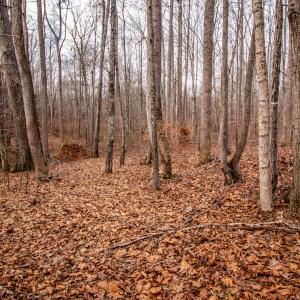 Photo #5 of SOLD property in Off Mount Harmony Church Road, Timberlake, NC 4.8 acres