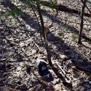 Photo #16 of SOLD property in 3340 Virgil Goode Highway, Rocky Mount, VA 17.3 acres