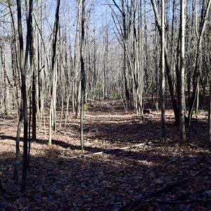 Photo #17 of SOLD property in 3340 Virgil Goode Highway, Rocky Mount, VA 17.3 acres