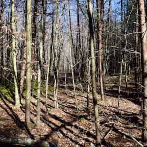 Photo #19 of SOLD property in 3340 Virgil Goode Highway, Rocky Mount, VA 17.3 acres