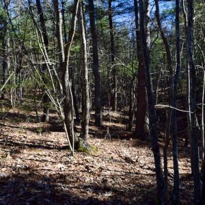 Photo #26 of SOLD property in 3340 Virgil Goode Highway, Rocky Mount, VA 17.3 acres