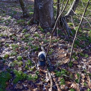 Photo #37 of SOLD property in 3340 Virgil Goode Highway, Rocky Mount, VA 17.3 acres