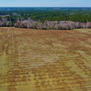 Photo #6 of Off Lee Farm Road, Oriental, NC 74.5 acres