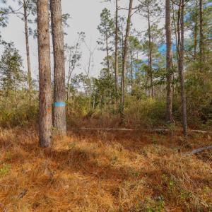 Photo #12 of SOLD property in Off Bivens Bridge Road, Elizabethtown, NC 2.0 acres