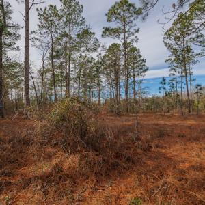 Photo #13 of SOLD property in Off Bivens Bridge Road, Elizabethtown, NC 2.0 acres