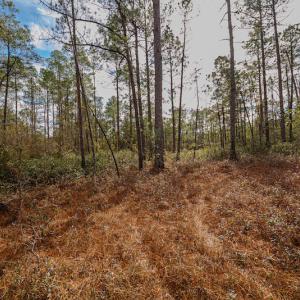 Photo #14 of SOLD property in Off Bivens Bridge Road, Elizabethtown, NC 2.0 acres