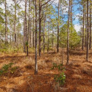 Photo #16 of SOLD property in Off Bivens Bridge Road, Elizabethtown, NC 2.0 acres