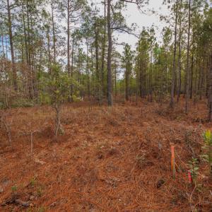 Photo #17 of SOLD property in Off Bivens Bridge Road, Elizabethtown, NC 2.0 acres