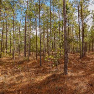 Photo #18 of SOLD property in Off Bivens Bridge Road, Elizabethtown, NC 2.0 acres