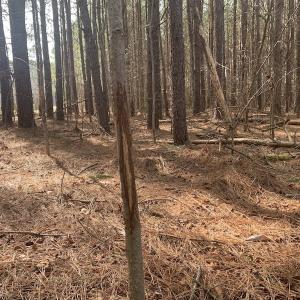 Photo #31 of SOLD property in Off Pleasant Hill Road, Rocky Mount, NC 145.0 acres