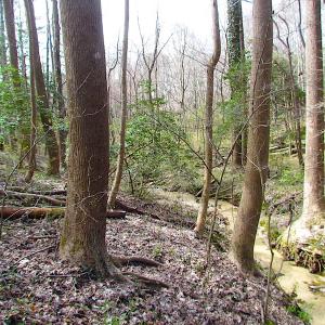 Photo #15 of SOLD property in Off Oak Tree Lane, Isle Of Wight, VA 11.0 acres
