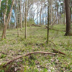 Photo #16 of SOLD property in Off Oak Tree Lane, Isle Of Wight, VA 11.0 acres