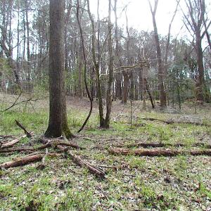 Photo #17 of SOLD property in Off Oak Tree Lane, Isle Of Wight, VA 11.0 acres