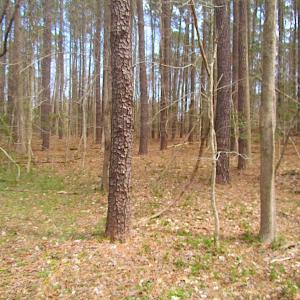 Photo #20 of SOLD property in Off Oak Tree Lane, Isle Of Wight, VA 11.0 acres