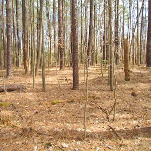 Photo #21 of SOLD property in Off Oak Tree Lane, Isle Of Wight, VA 11.0 acres