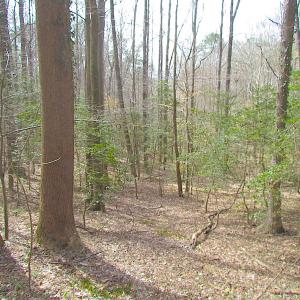 Photo #22 of SOLD property in Off Oak Tree Lane, Isle Of Wight, VA 11.0 acres