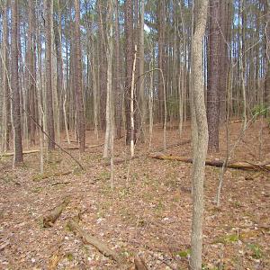 Photo #23 of SOLD property in Off Oak Tree Lane, Isle Of Wight, VA 11.0 acres