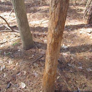 Photo #29 of SOLD property in Off Oak Tree Lane, Isle Of Wight, VA 11.0 acres