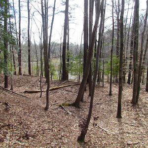 Photo #32 of SOLD property in Off Oak Tree Lane, Isle Of Wight, VA 11.0 acres