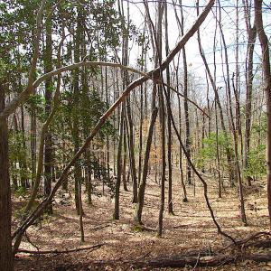 Photo #34 of SOLD property in Off Oak Tree Lane, Isle Of Wight, VA 11.0 acres