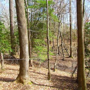 Photo #35 of SOLD property in Off Oak Tree Lane, Isle Of Wight, VA 11.0 acres