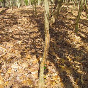 Photo #36 of SOLD property in Off Oak Tree Lane, Isle Of Wight, VA 11.0 acres