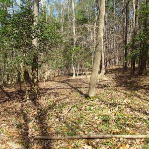 Photo #38 of SOLD property in Off Oak Tree Lane, Isle Of Wight, VA 11.0 acres
