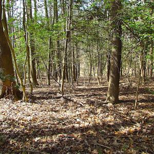 Photo #39 of SOLD property in Off Oak Tree Lane, Isle Of Wight, VA 11.0 acres