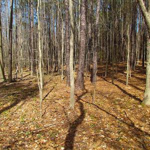 Photo #41 of SOLD property in Off Oak Tree Lane, Isle Of Wight, VA 11.0 acres