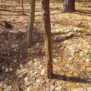 Photo #42 of SOLD property in Off Oak Tree Lane, Isle Of Wight, VA 11.0 acres