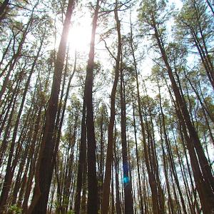 Photo #43 of SOLD property in Off Oak Tree Lane, Isle Of Wight, VA 11.0 acres