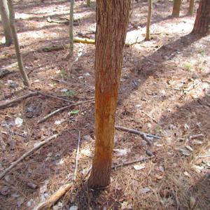 Photo #44 of SOLD property in Off Oak Tree Lane, Isle Of Wight, VA 11.0 acres