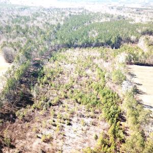Photo #5 of 1504 Whitmore Road, McKenney, VA 56.0 acres