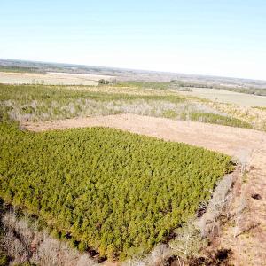 Photo #3 of SOLD property in Off Old Myrtle Road, Carrsville, VA 39.0 acres