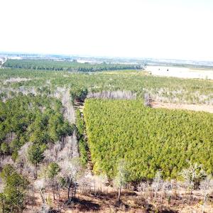 Photo #4 of SOLD property in Off Old Myrtle Road, Carrsville, VA 39.0 acres