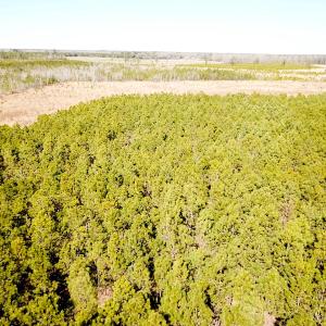 Photo #8 of SOLD property in Off Old Myrtle Road, Carrsville, VA 39.0 acres