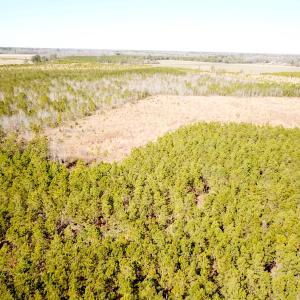 Photo #9 of SOLD property in Off Old Myrtle Road, Carrsville, VA 39.0 acres