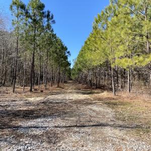 Photo #10 of SOLD property in Off Old Myrtle Road, Carrsville, VA 39.0 acres